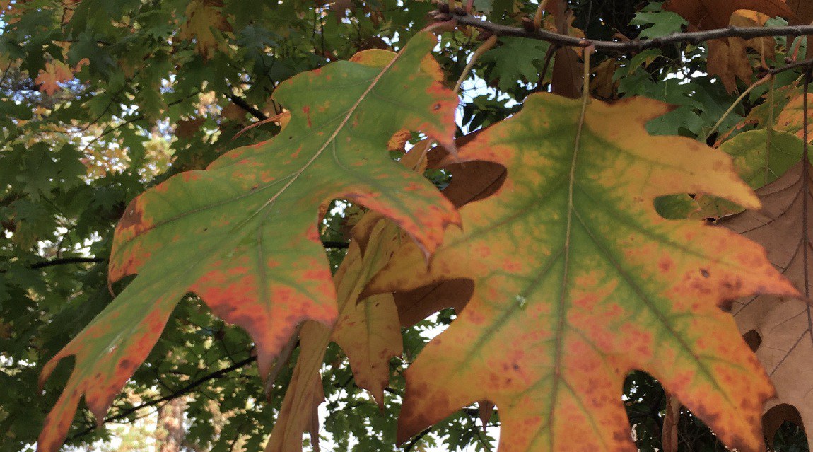 English Speaking Catholic Mission